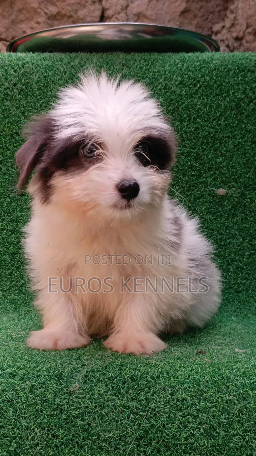 1-3 months Male Purebred Havanese