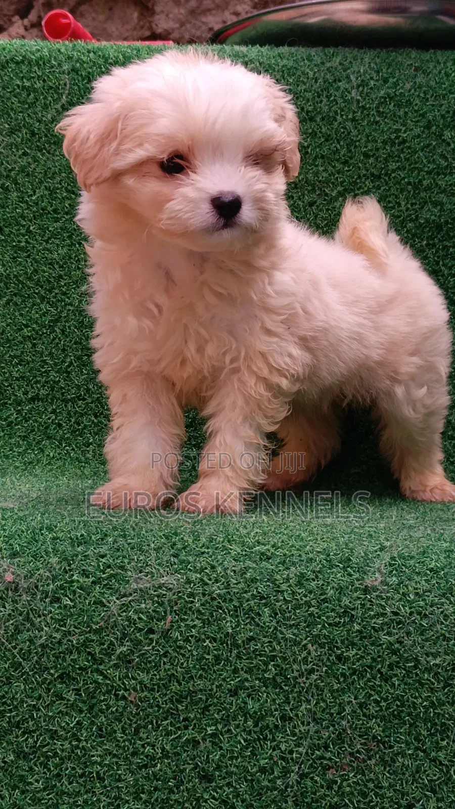 1-3 months Male Purebred Havanese