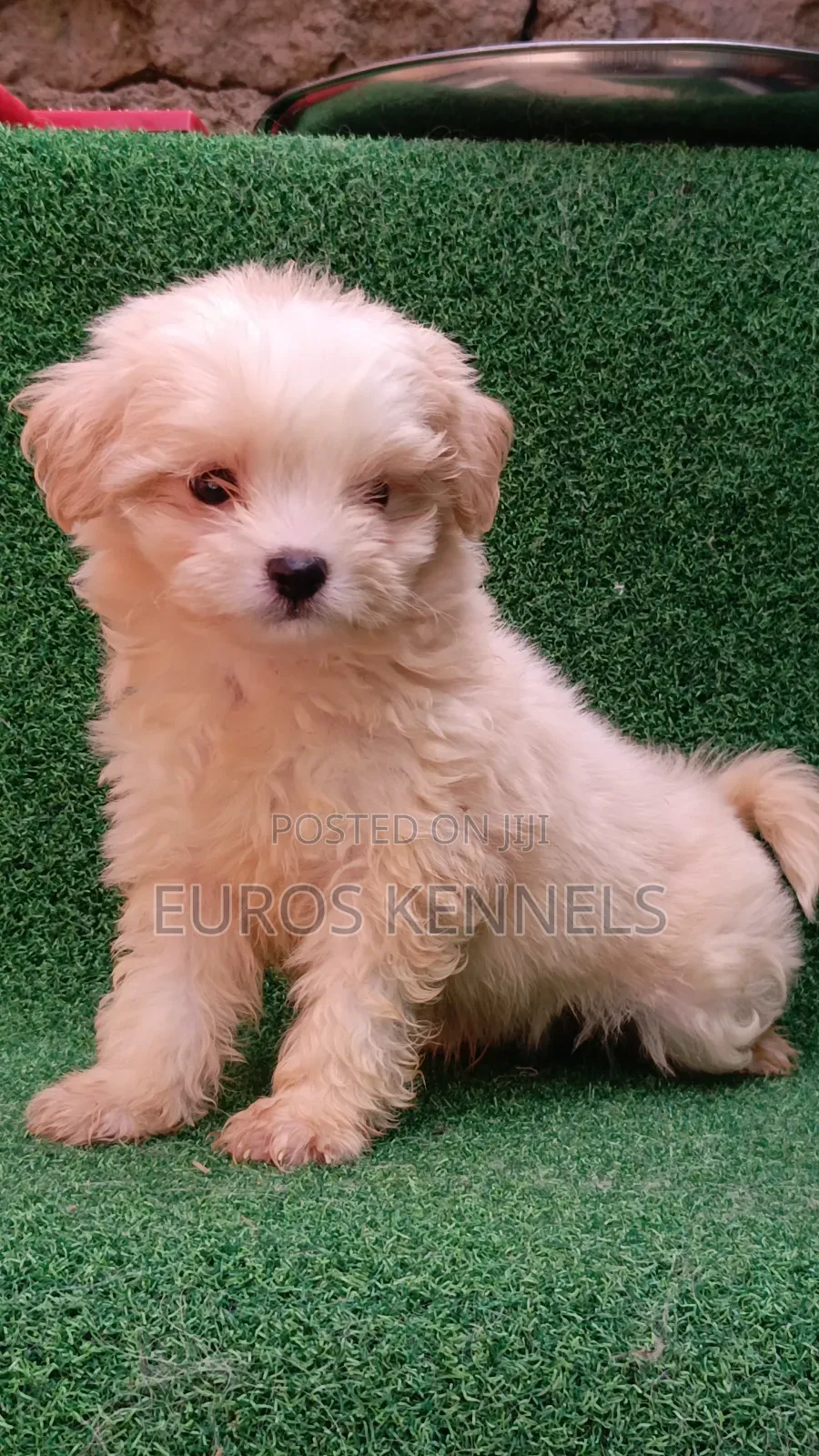 1-3 months Male Purebred Havanese