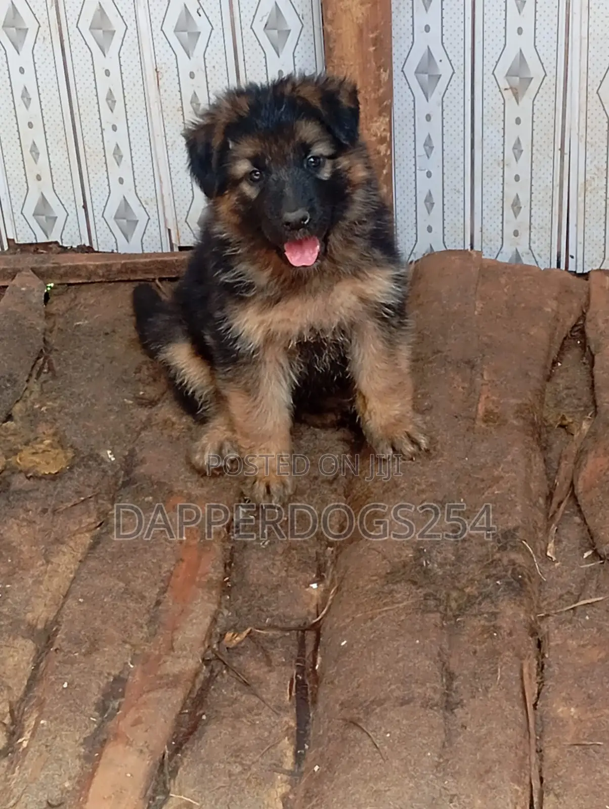 1-3 months Male Purebred German Shepherd