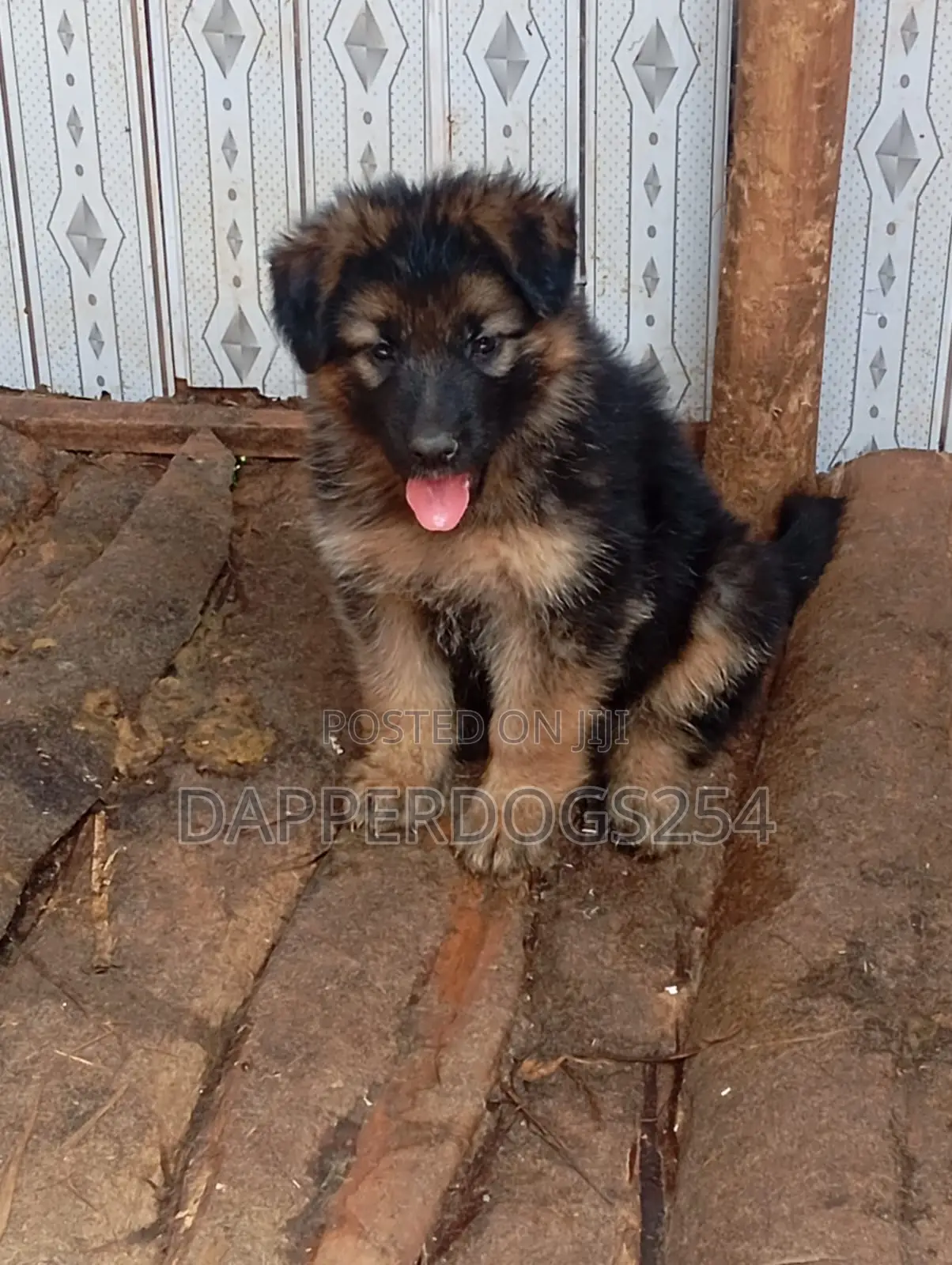 1-3 months Male Purebred German Shepherd