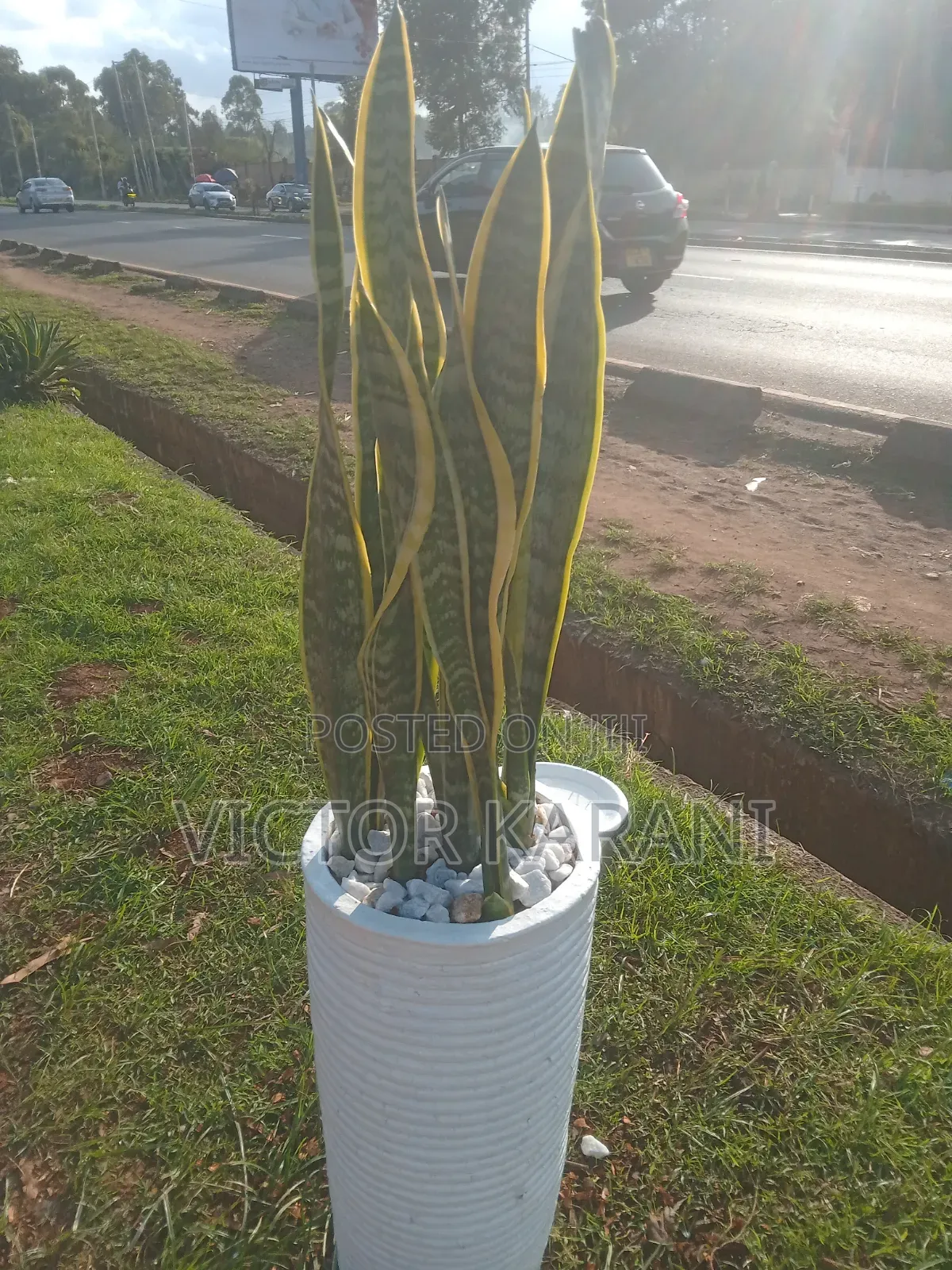 Potted Snake Plants