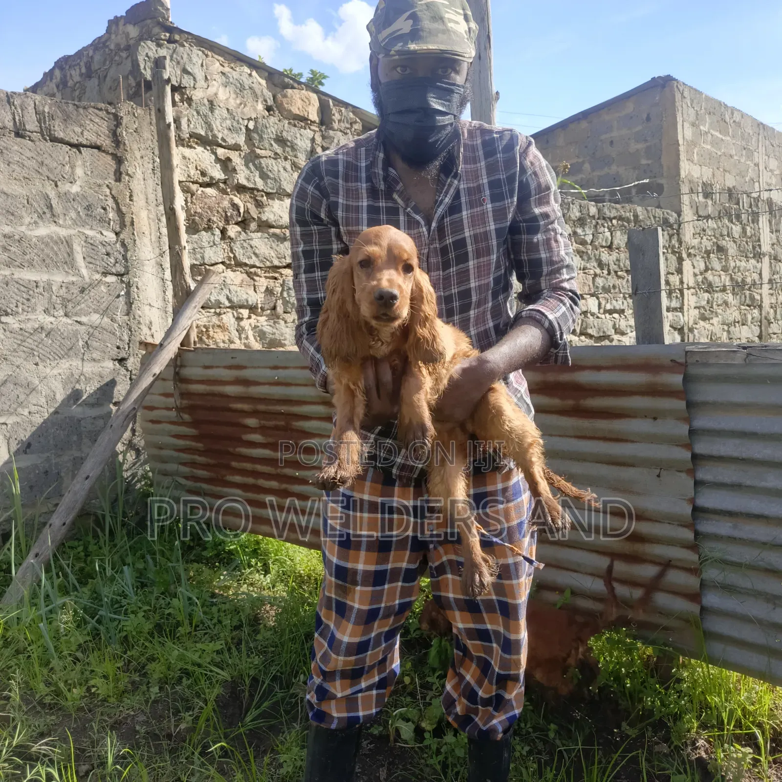 3-6 months Male Purebred Cocker Spaniel