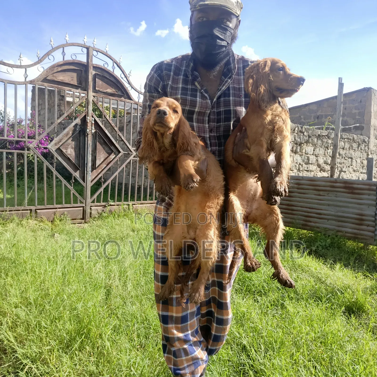 3-6 months Male Purebred Cocker Spaniel
