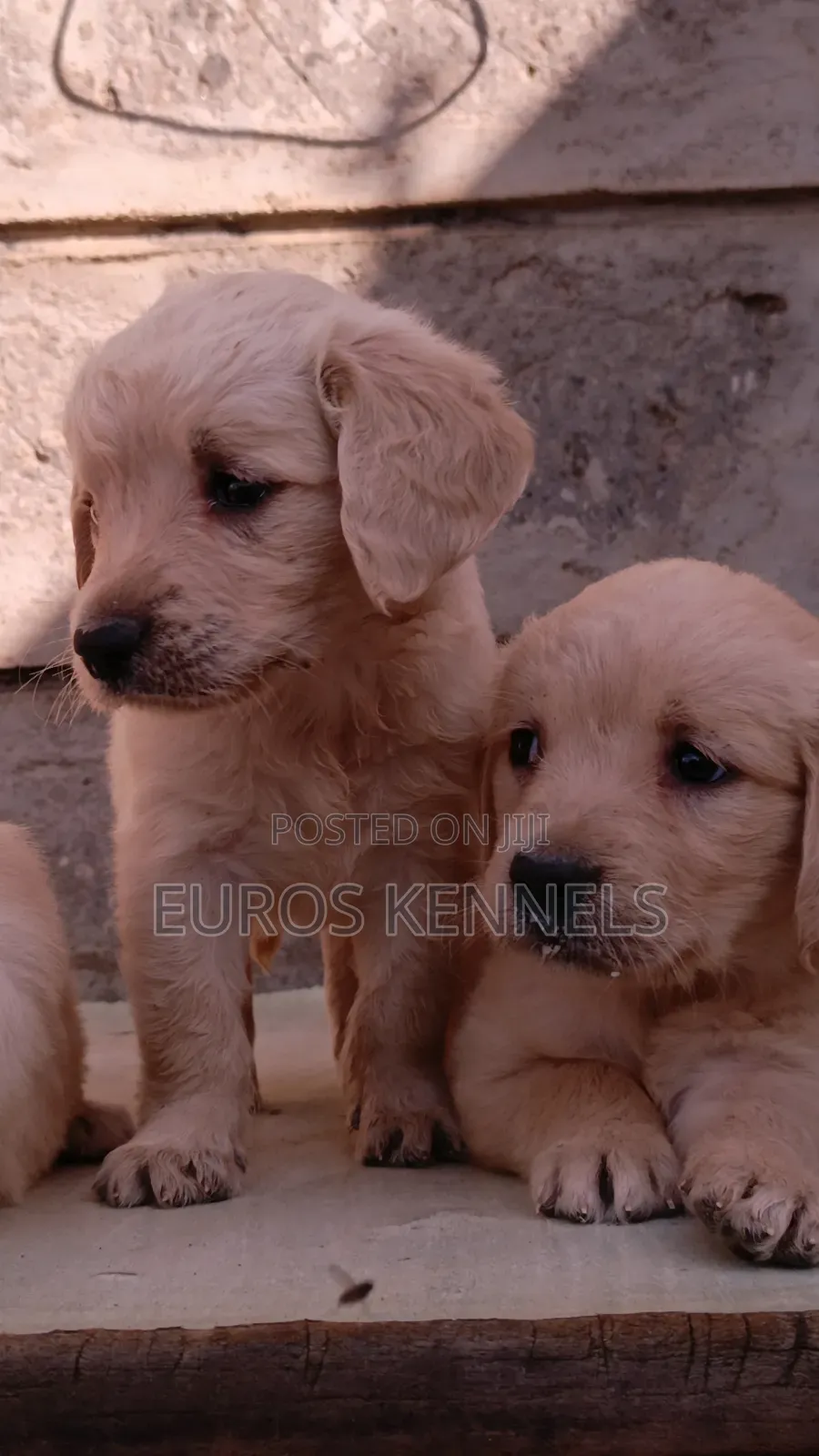 1-3 months Male Purebred Golden Retriever