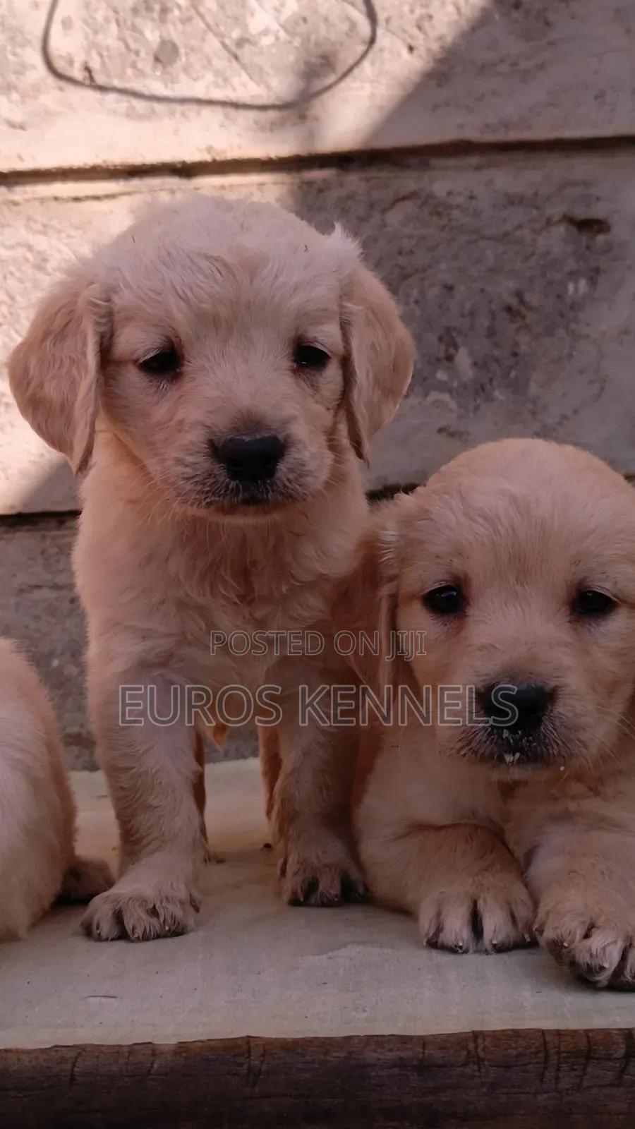 1-3 months Male Purebred Golden Retriever