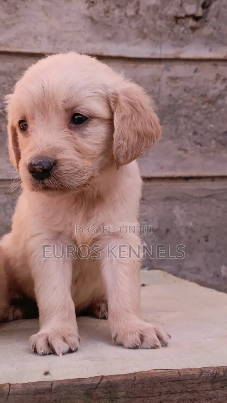 1-3 months Male Purebred Golden Retriever