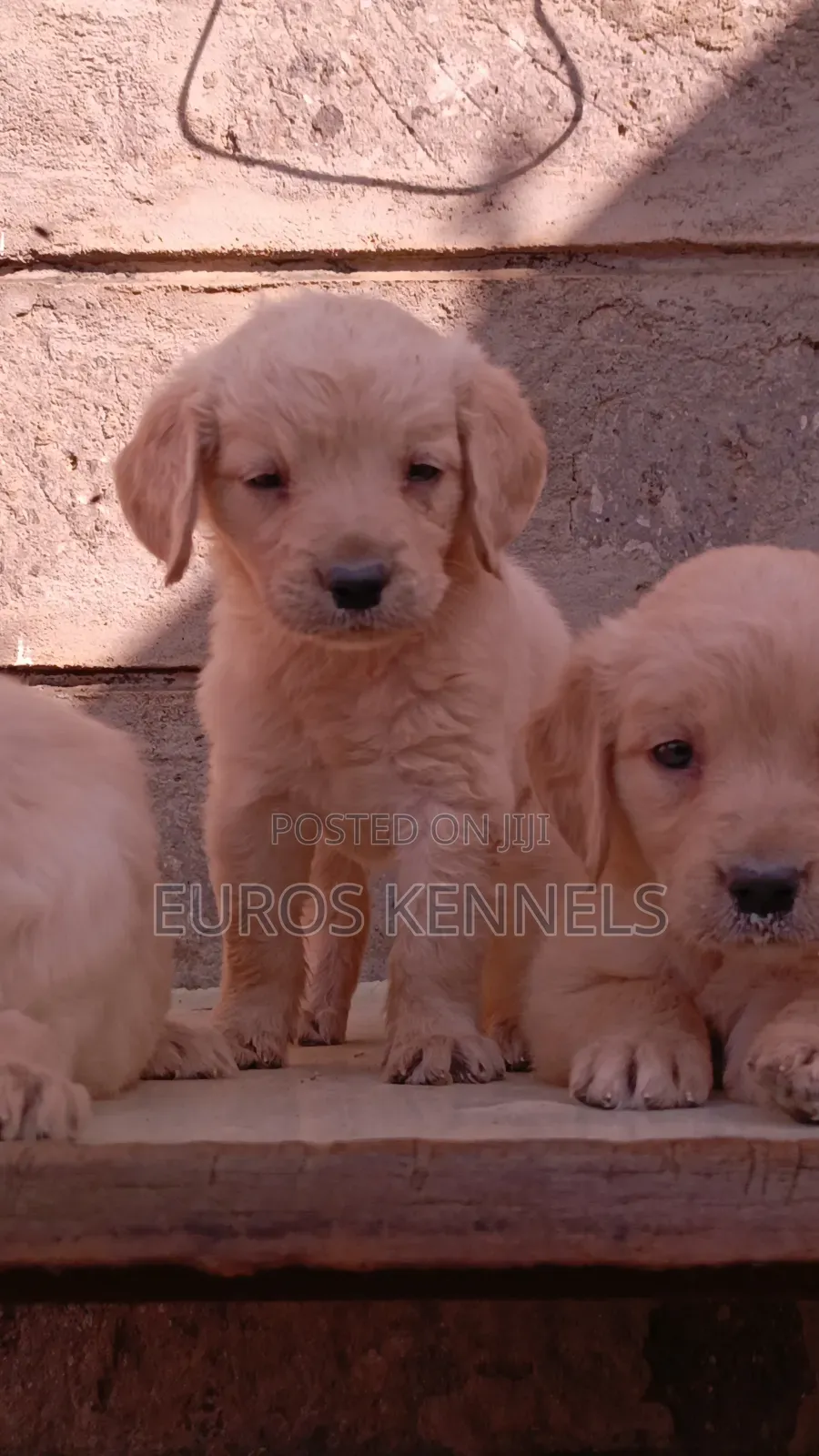 1-3 months Male Purebred Golden Retriever