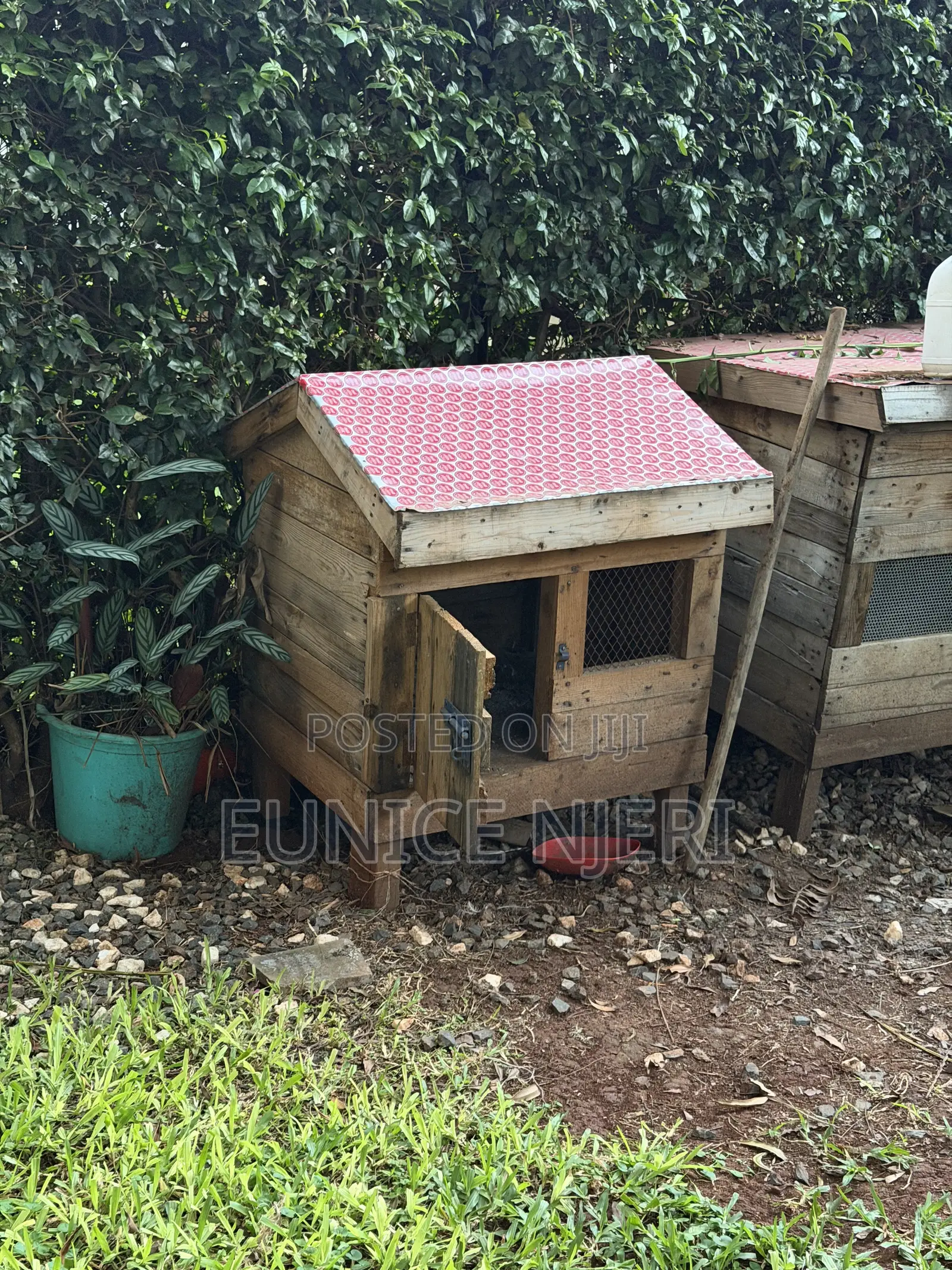 Chicken and Dogs Cages