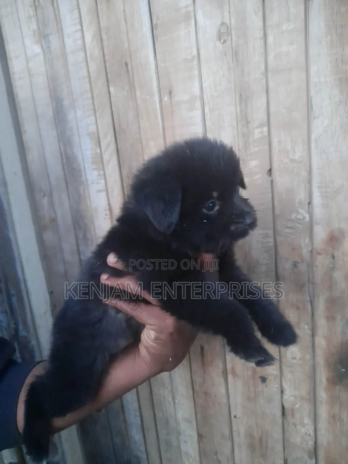 1-3 months Female Purebred Japanese Spitz