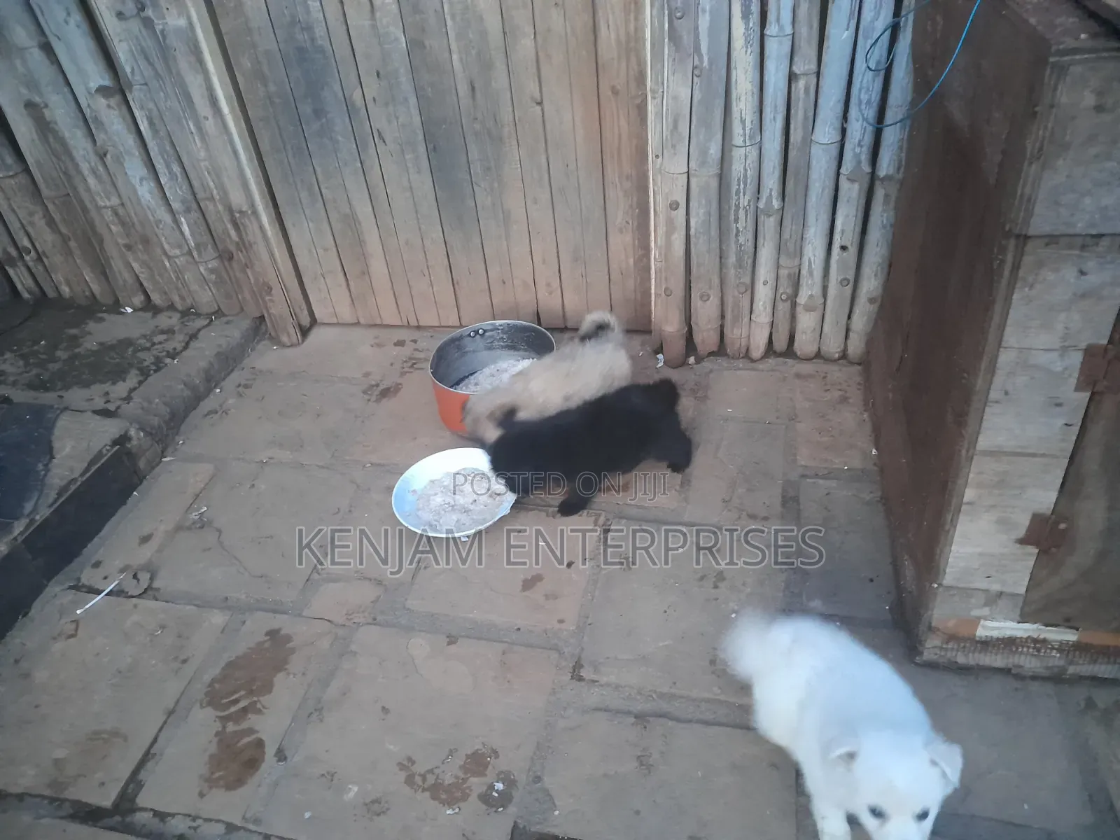 1-3 months Male Purebred Japanese Spitz