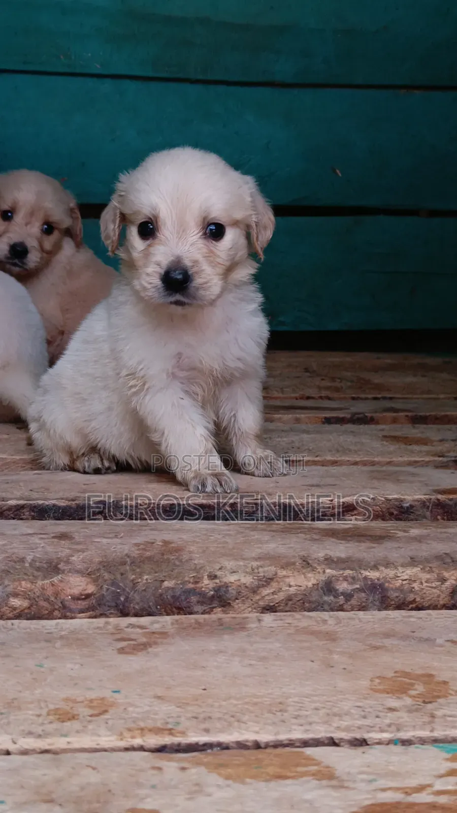 1-3 months Female Purebred Golden Retriever