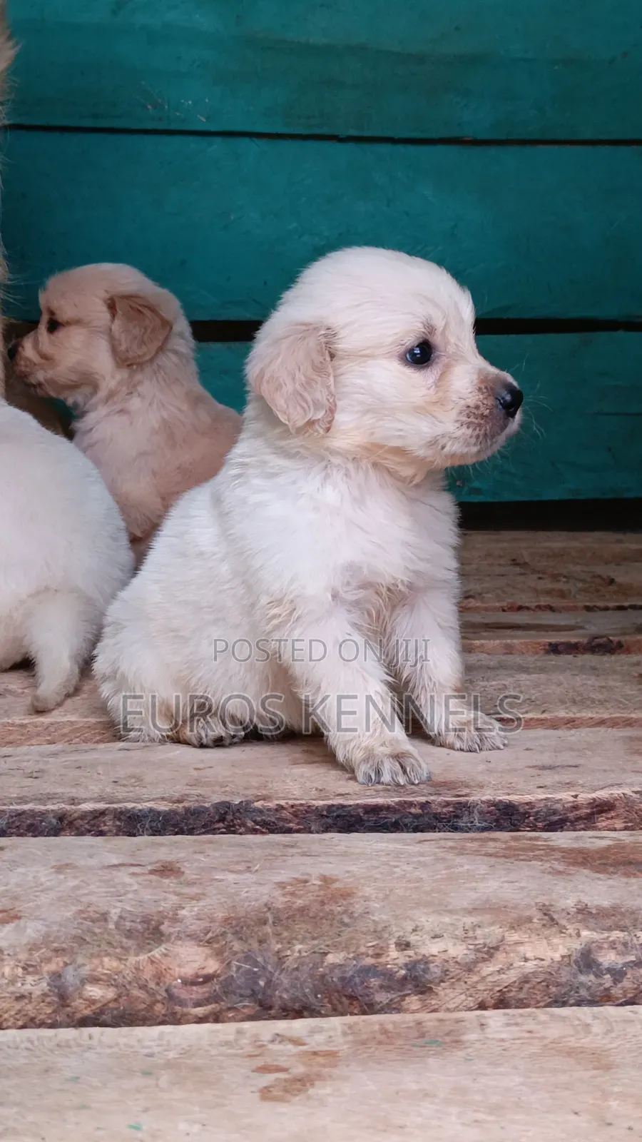 1-3 months Female Purebred Golden Retriever
