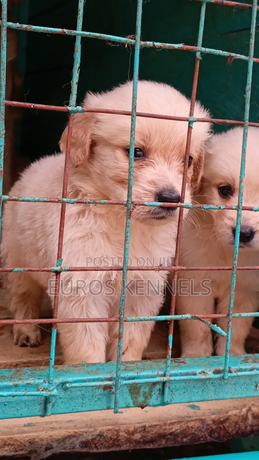 1-3 months Female Purebred Golden Retriever
