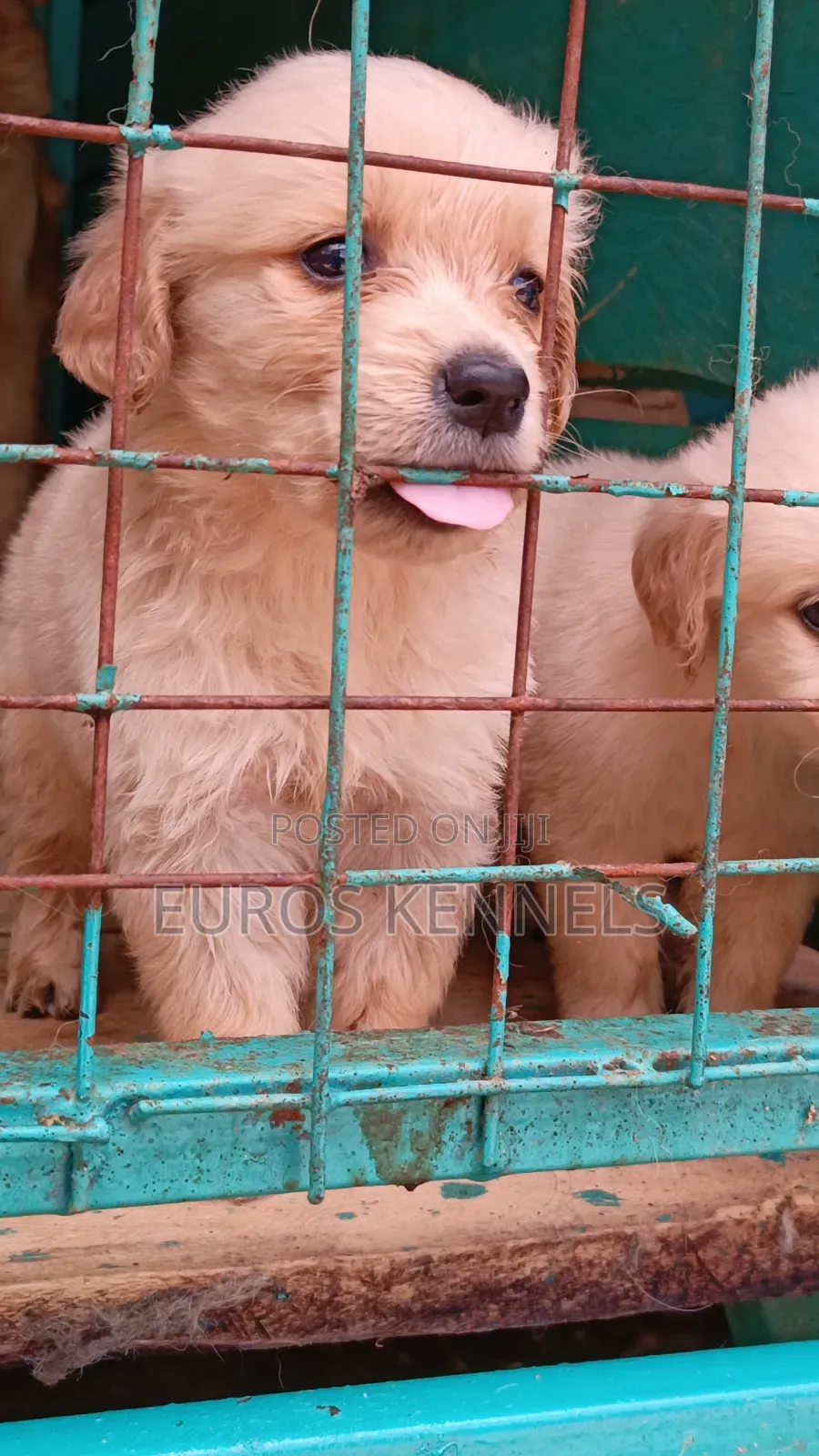 1-3 months Female Purebred Golden Retriever