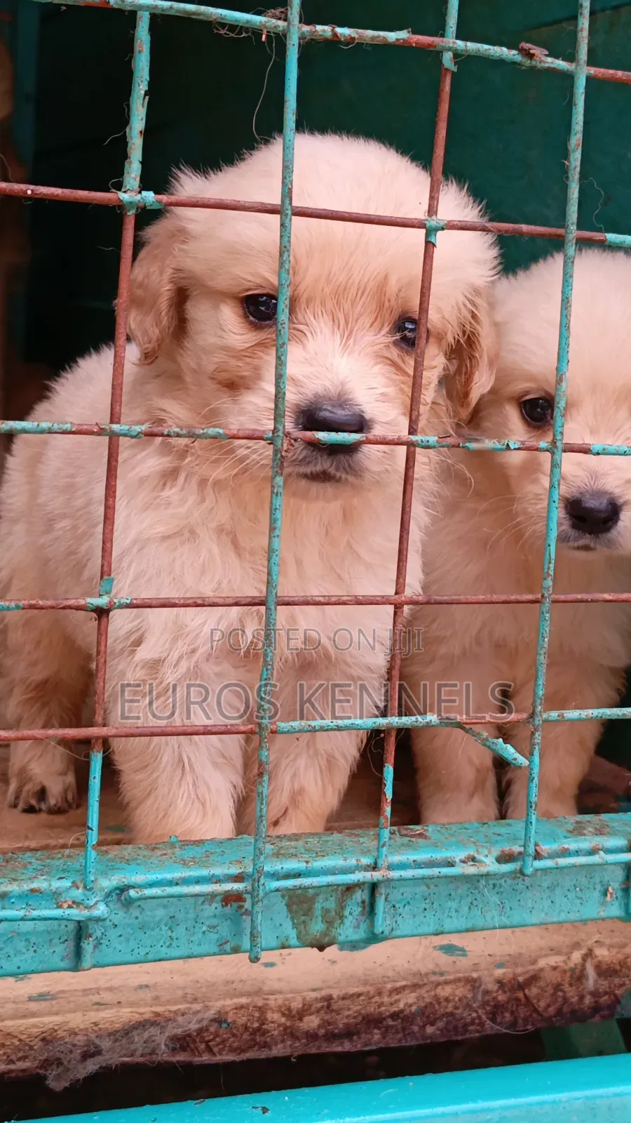 1-3 months Female Purebred Golden Retriever