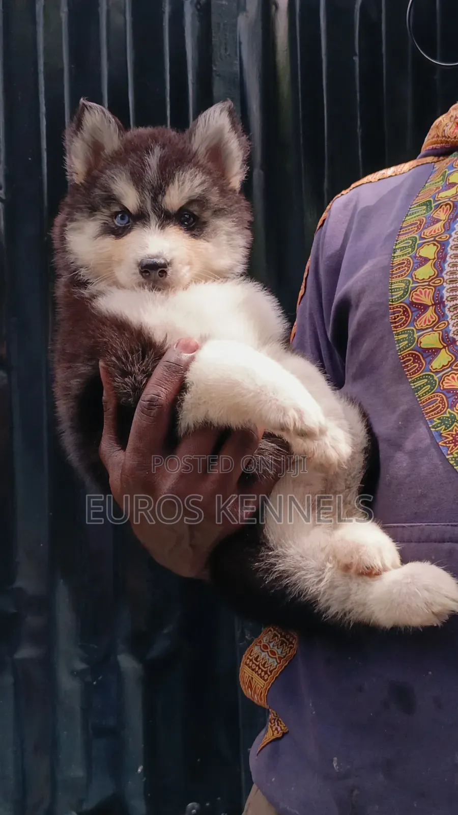 1-3 months Female Purebred Siberian Husky