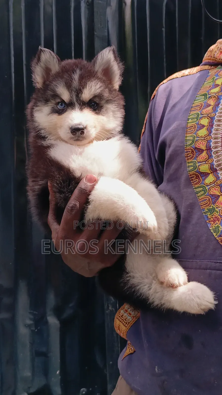 1-3 months Female Purebred Siberian Husky
