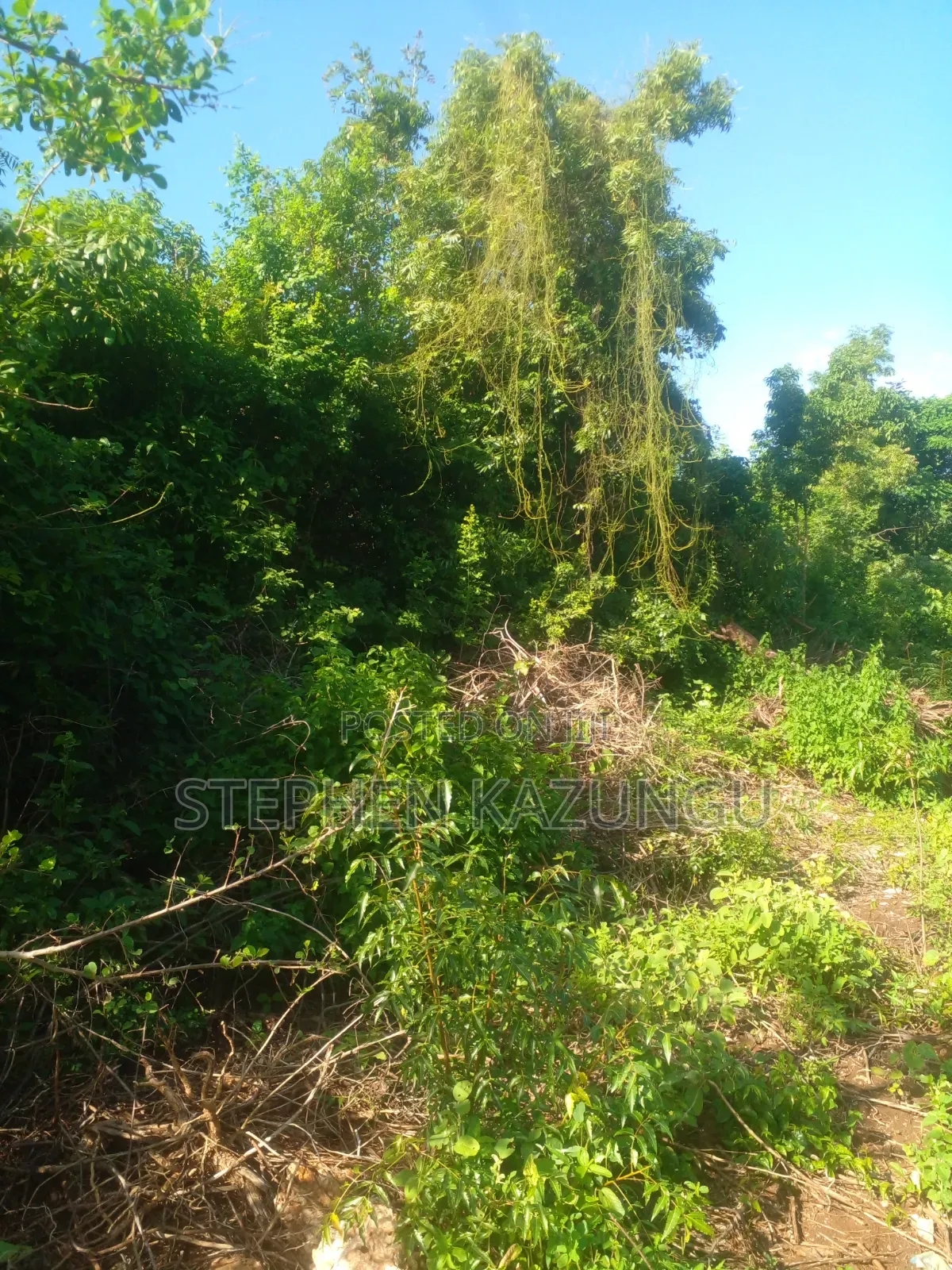 Diani Beach's 1/2 Acre Plot on 2nd Row Only 250 Metres From the Beach.
