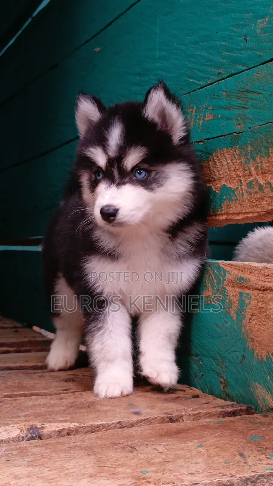 1-3 months Female Purebred Siberian Husky