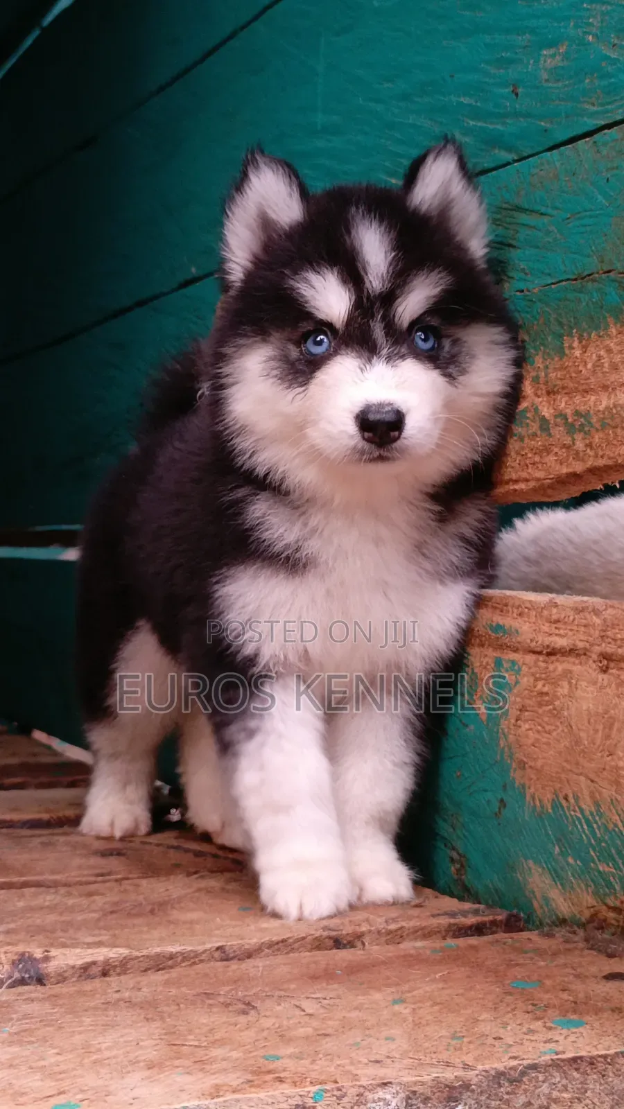 1-3 months Female Purebred Siberian Husky