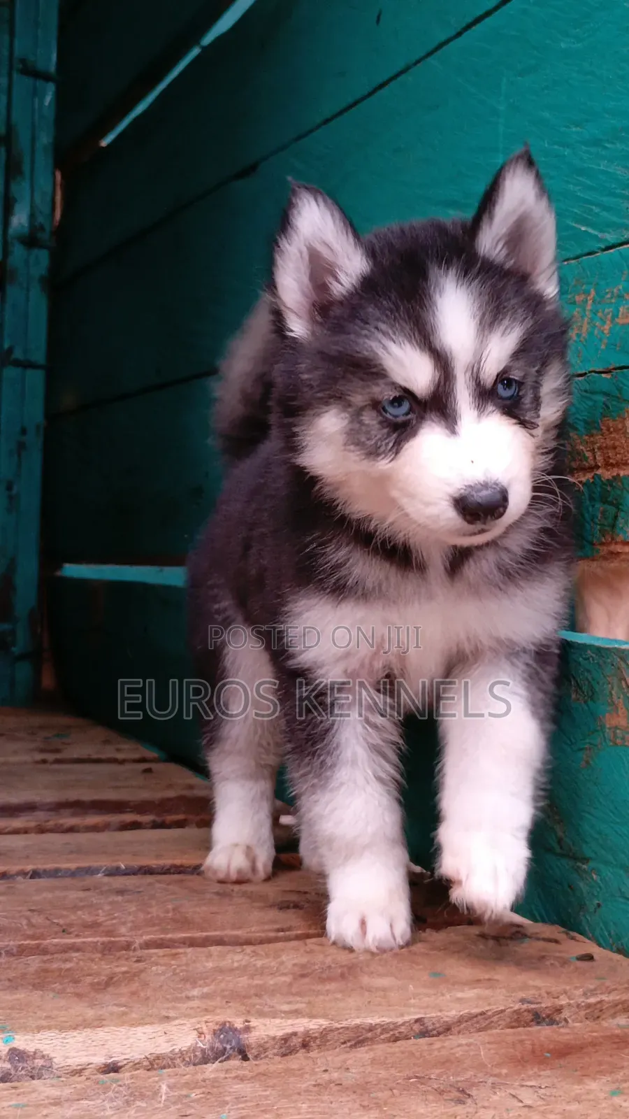 1-3 months Female Purebred Siberian Husky