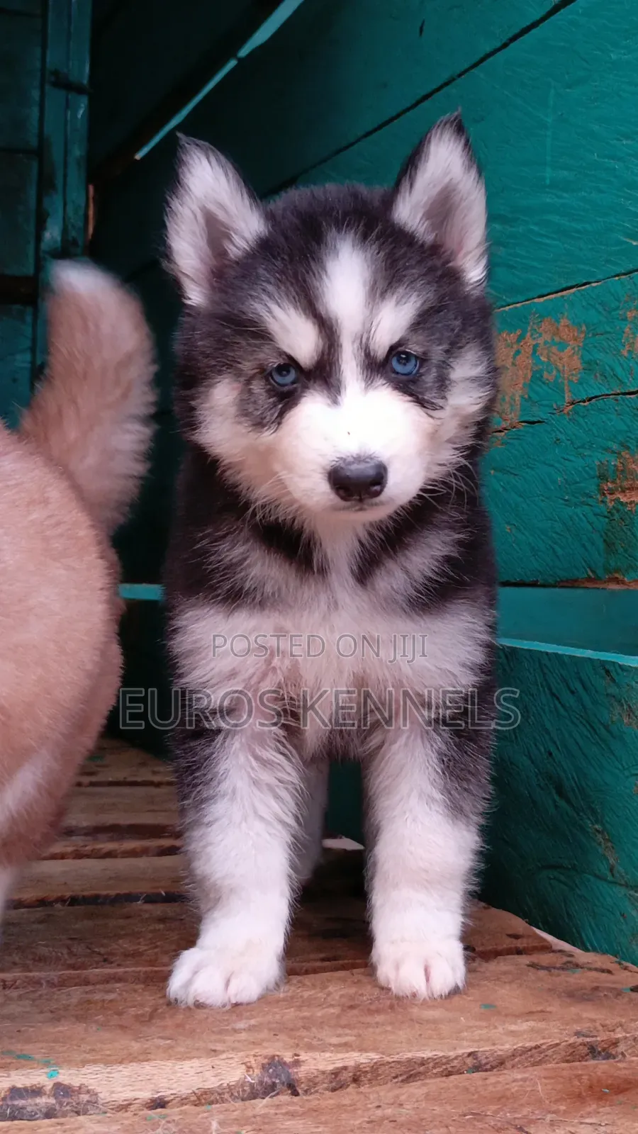 1-3 months Female Purebred Siberian Husky