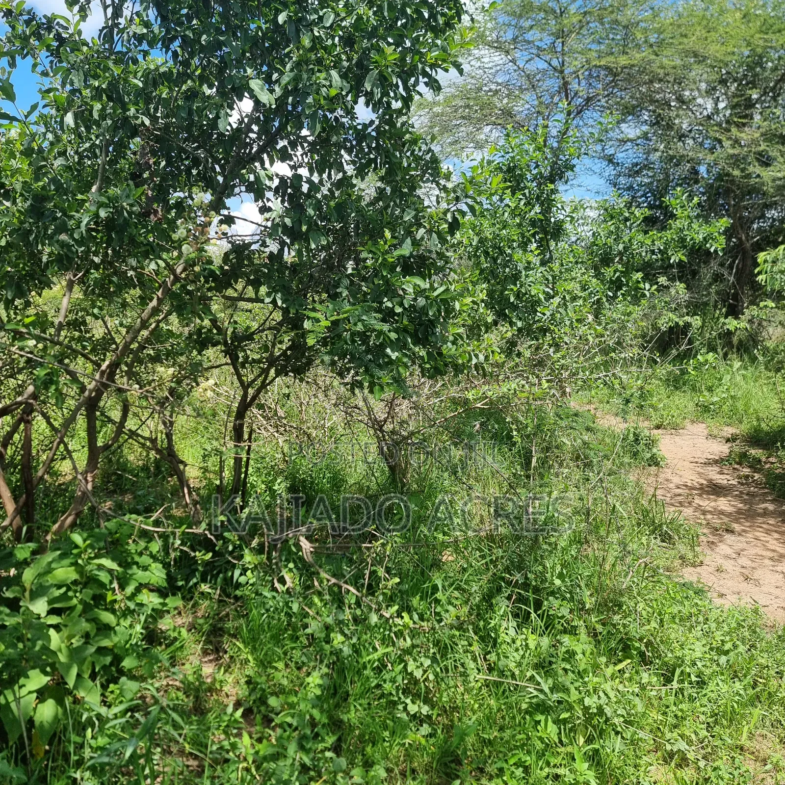 30 Acres Mashuru