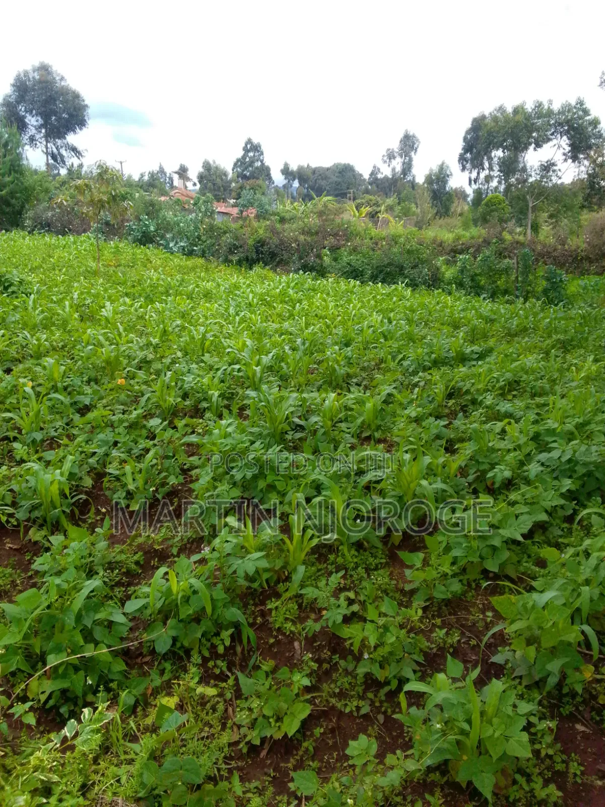2 Acres Kinale, Soko Mjinga Area