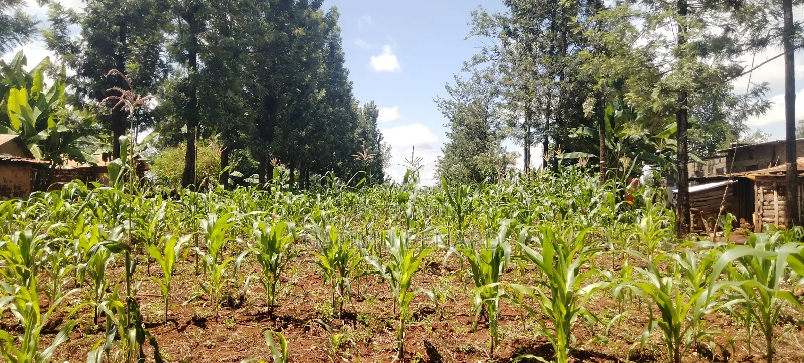 One Acre Land for Sale in Kirinyaga Riagicheru