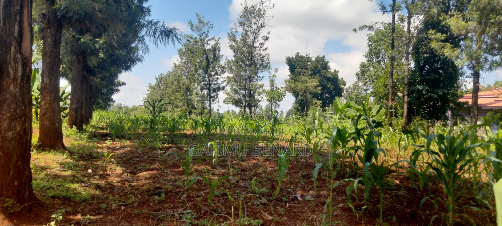 One Acre Land for Sale in Kirinyaga Riagicheru