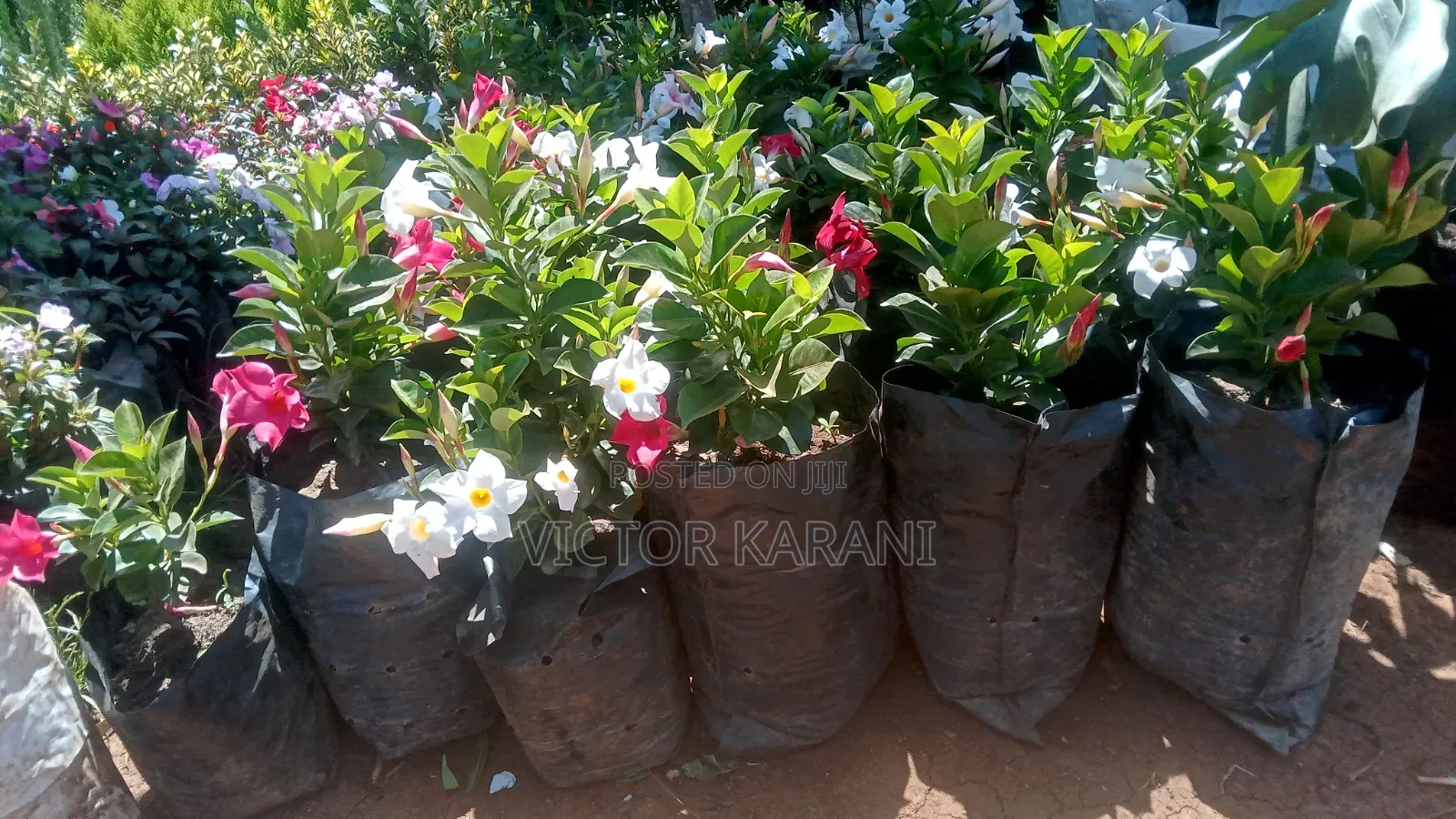 Mandevilla Diplodenia