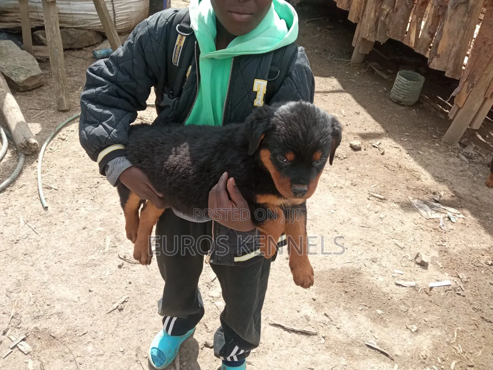 1-3 months Male Purebred Rottweiler
