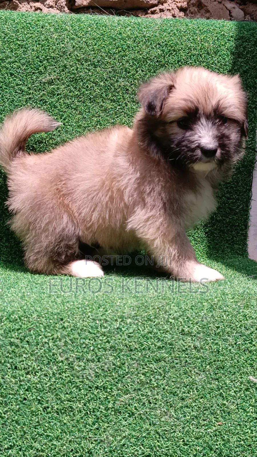 1-3 months Male Purebred Havanese