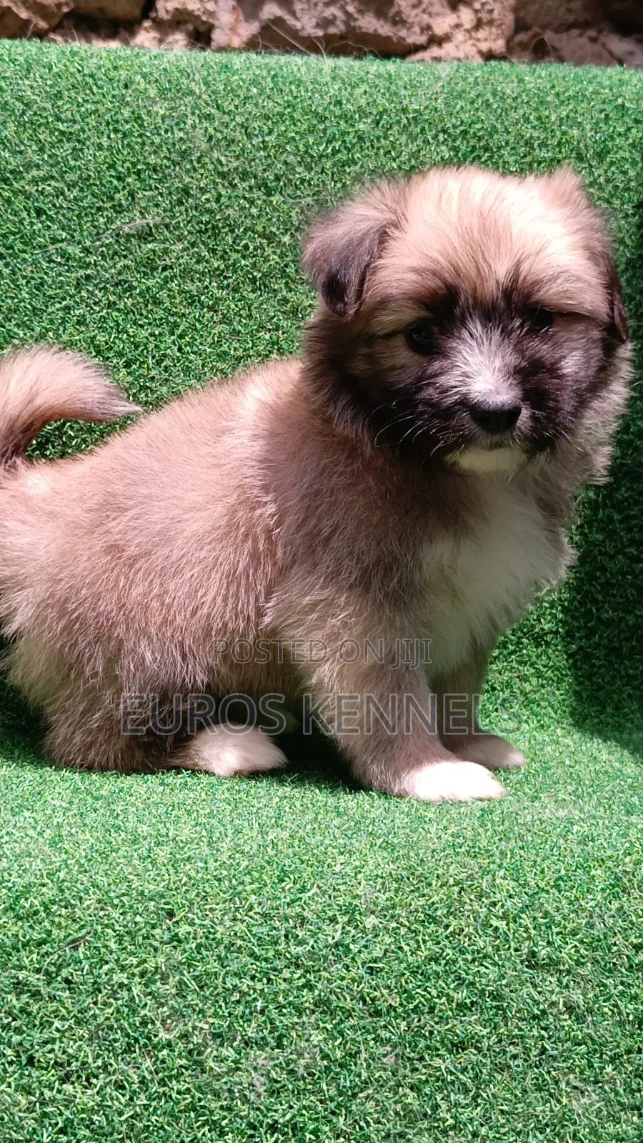 1-3 months Male Purebred Havanese