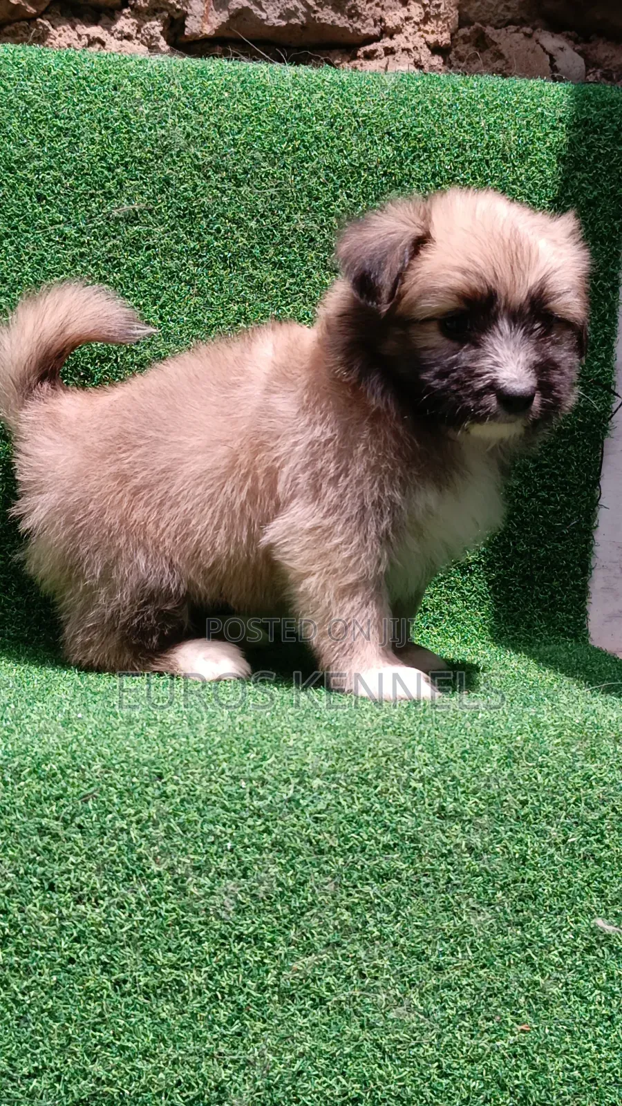 1-3 months Male Purebred Havanese