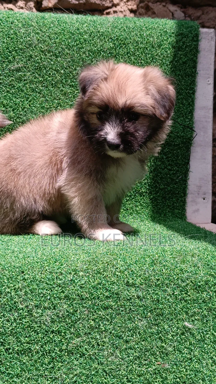 1-3 months Male Purebred Havanese