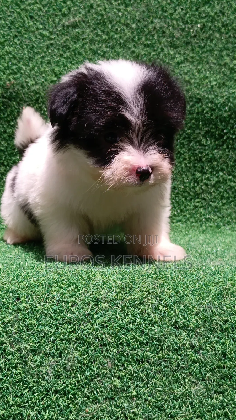 1-3 months Male Purebred Havanese