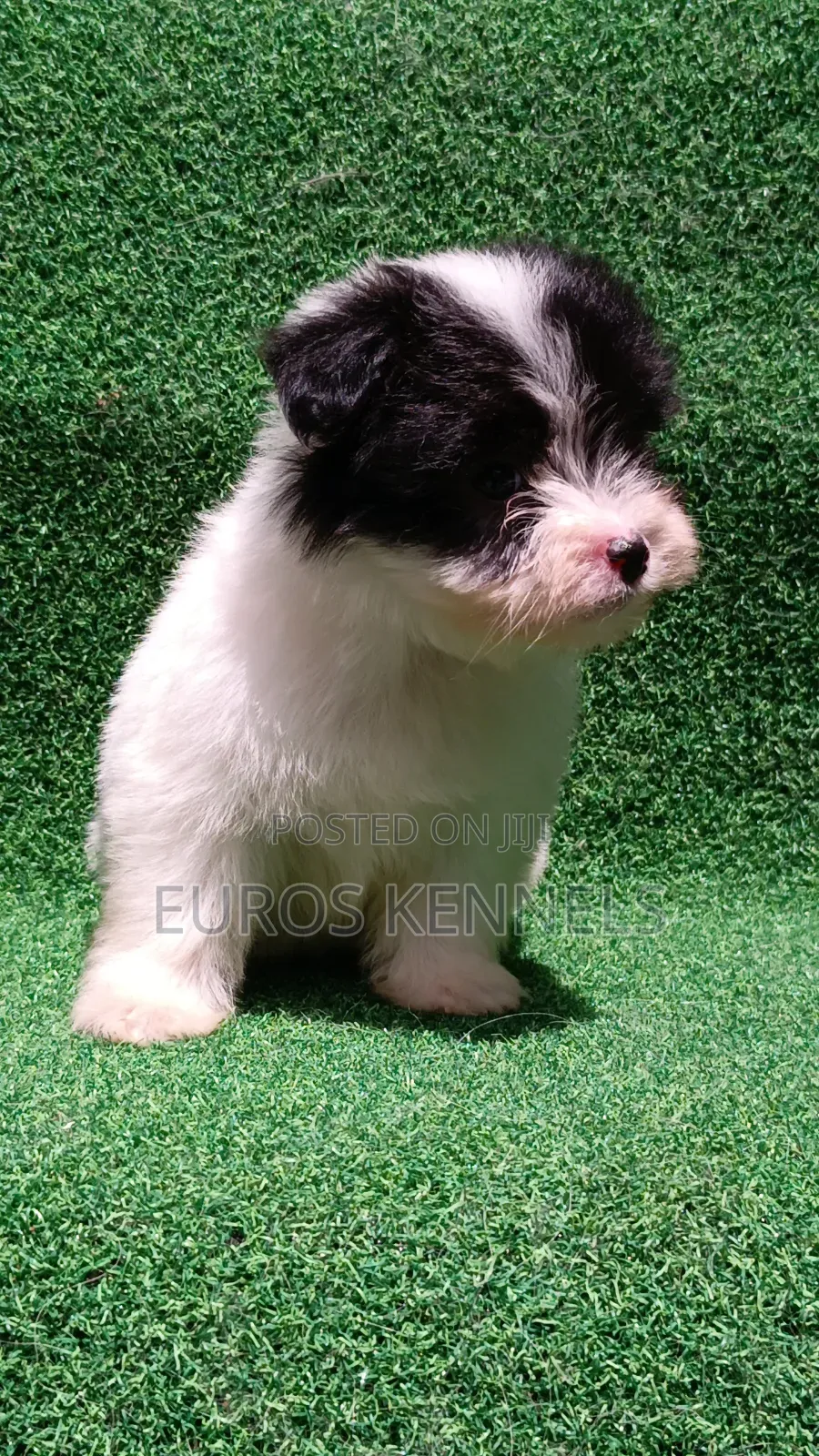 1-3 months Male Purebred Havanese