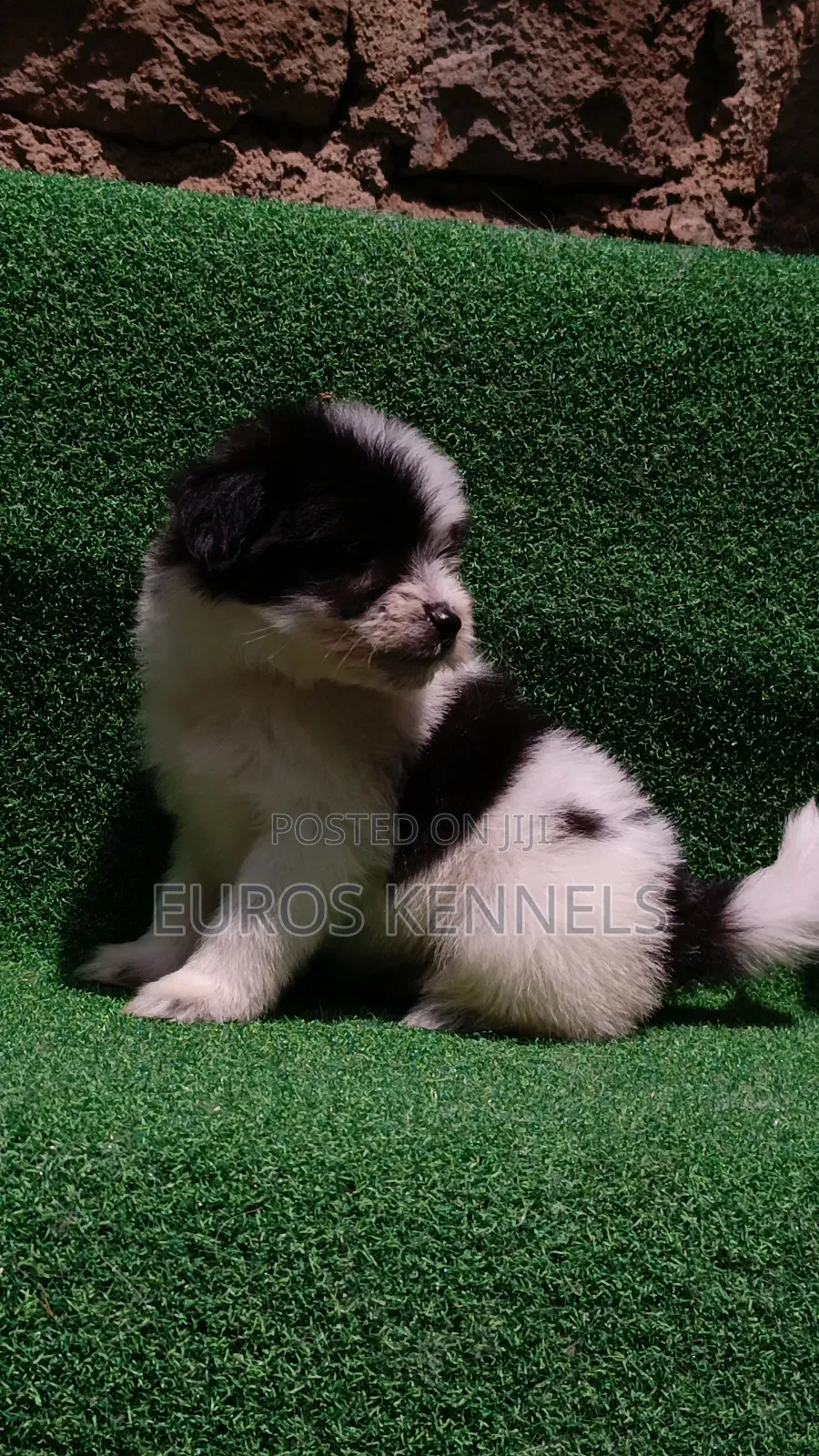1-3 months Male Purebred Havanese