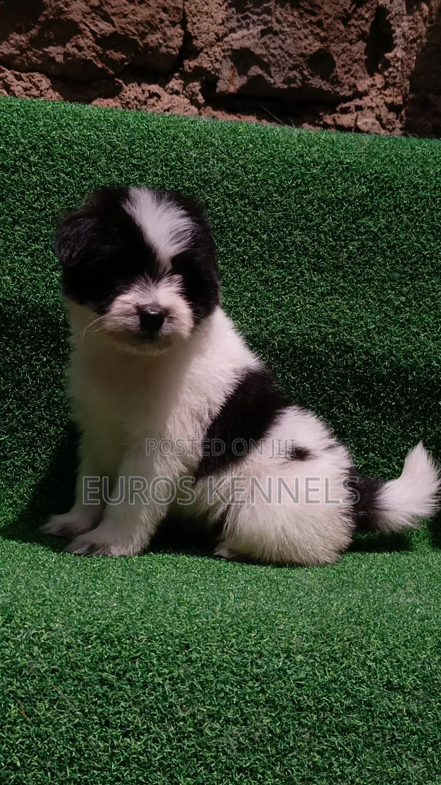 1-3 months Male Purebred Havanese