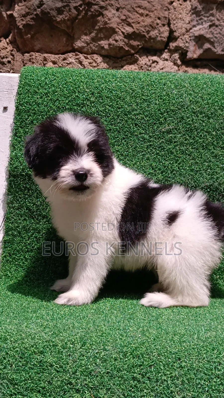 1-3 months Male Purebred Havanese