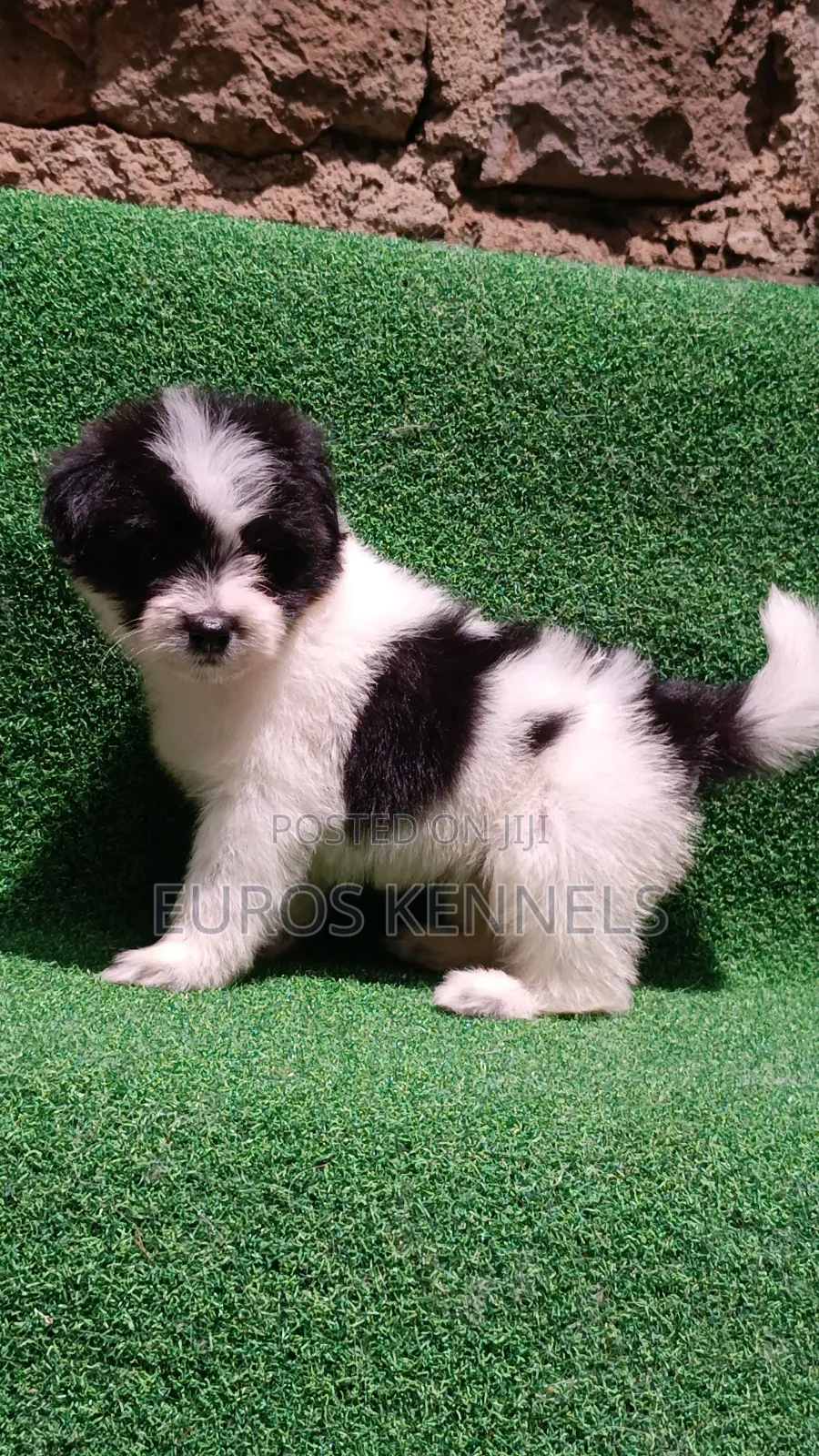 1-3 months Male Purebred Havanese