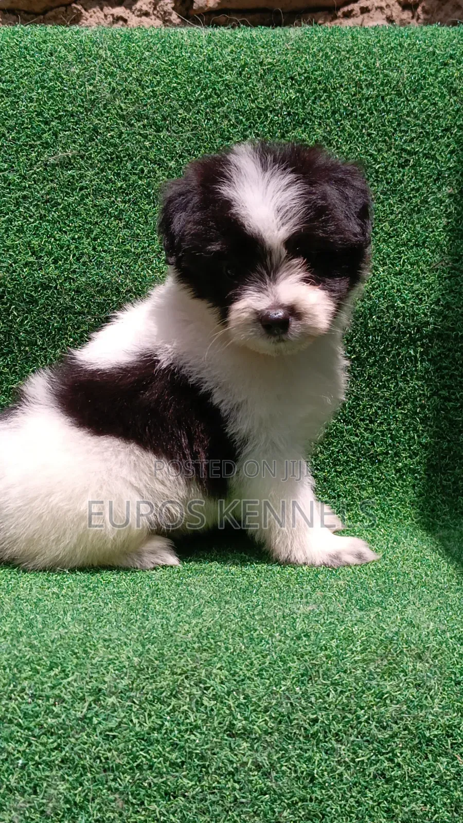 1-3 months Male Purebred Havanese