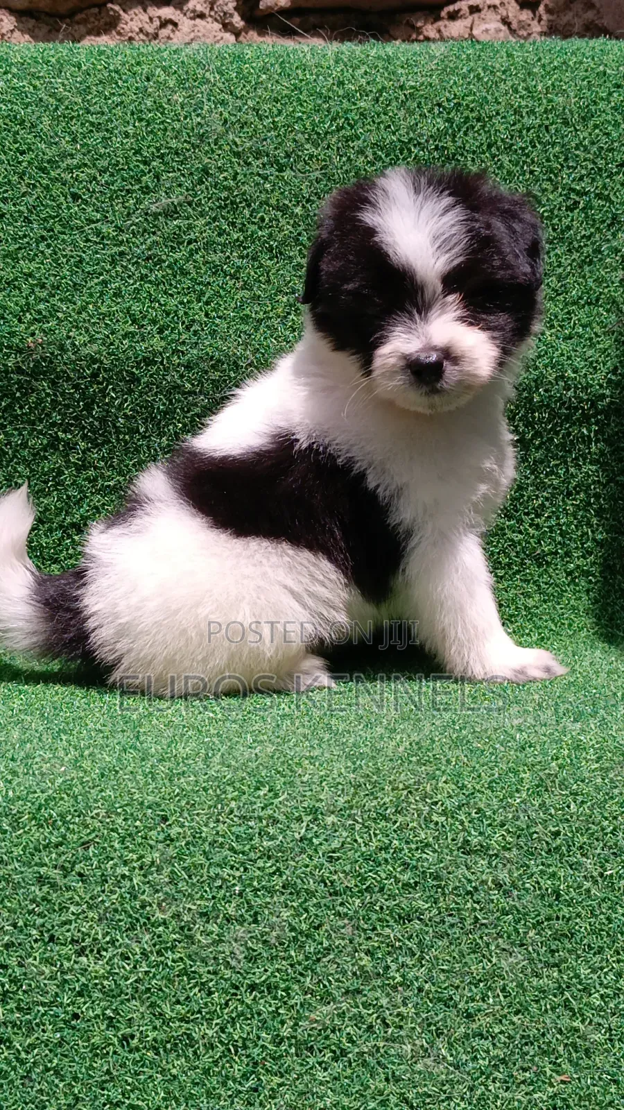 1-3 months Male Purebred Havanese