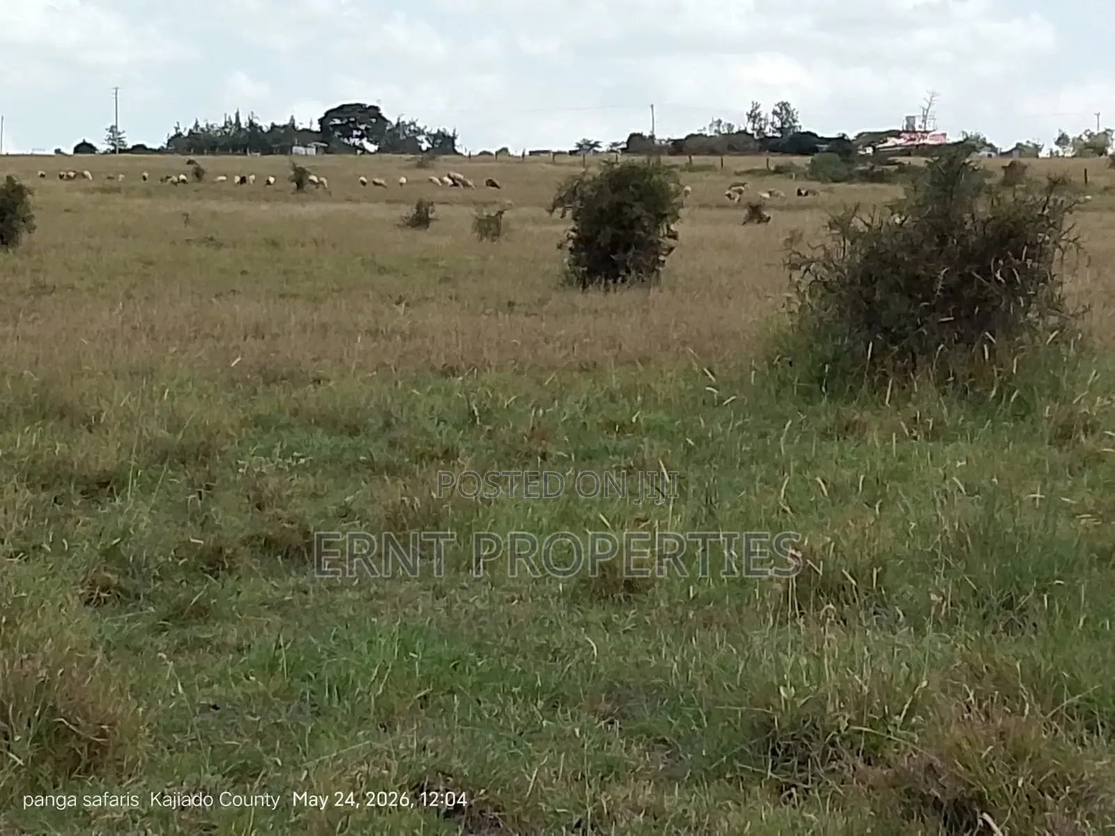 Quick Sale Alert. 2 Adjacent Quarter Acre Plots at KSH Each