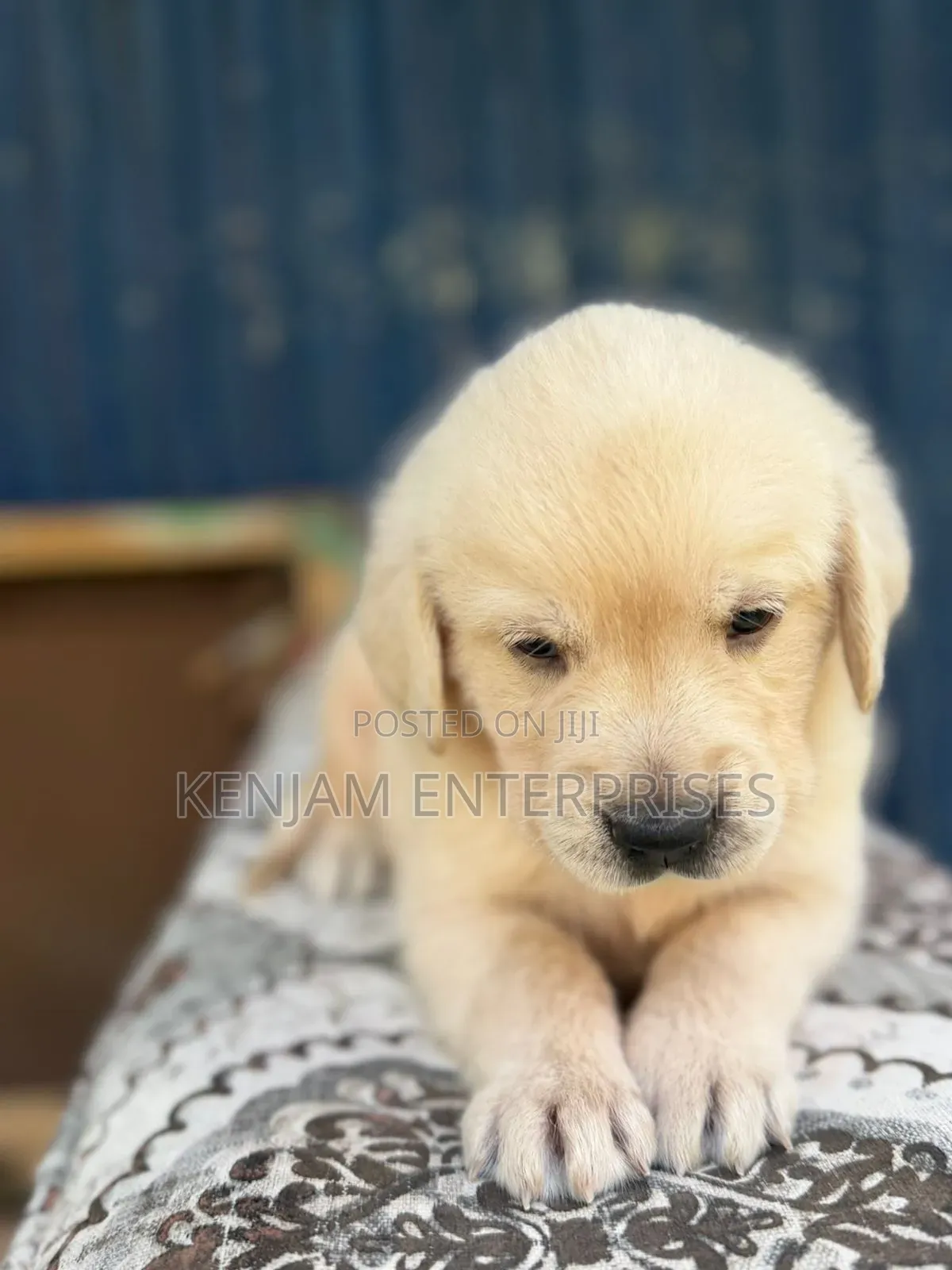 1-3 months Male Purebred Labrador Retriever