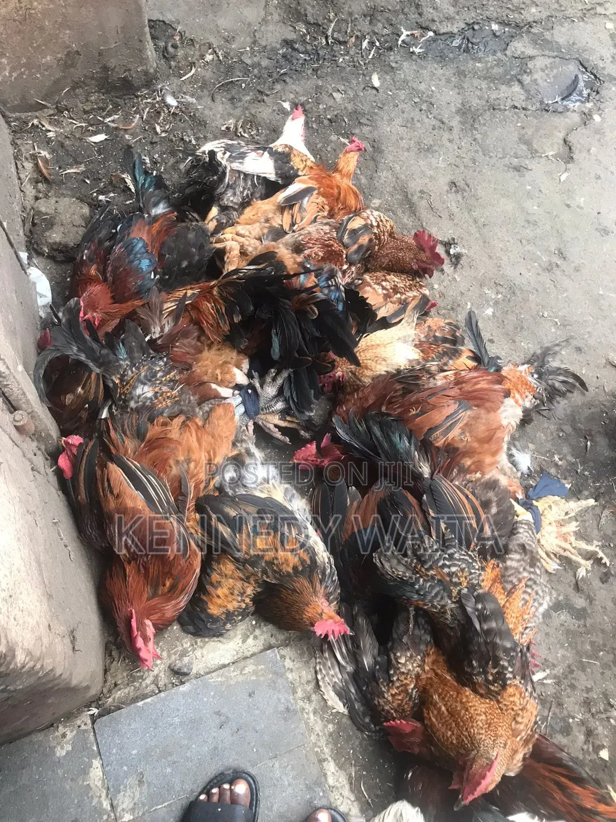 Live and Slaughtered Chicken