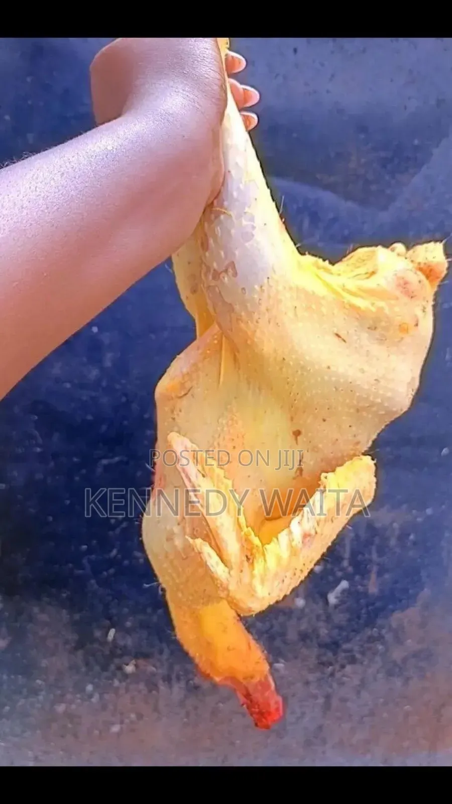Live and Slaughtered Chicken