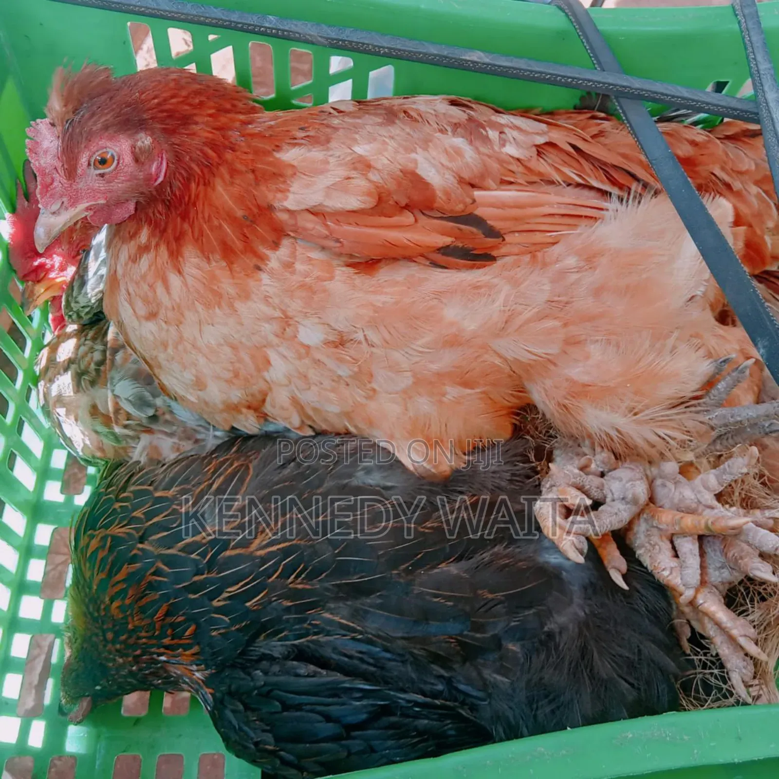 Live and Slaughtered Chicken